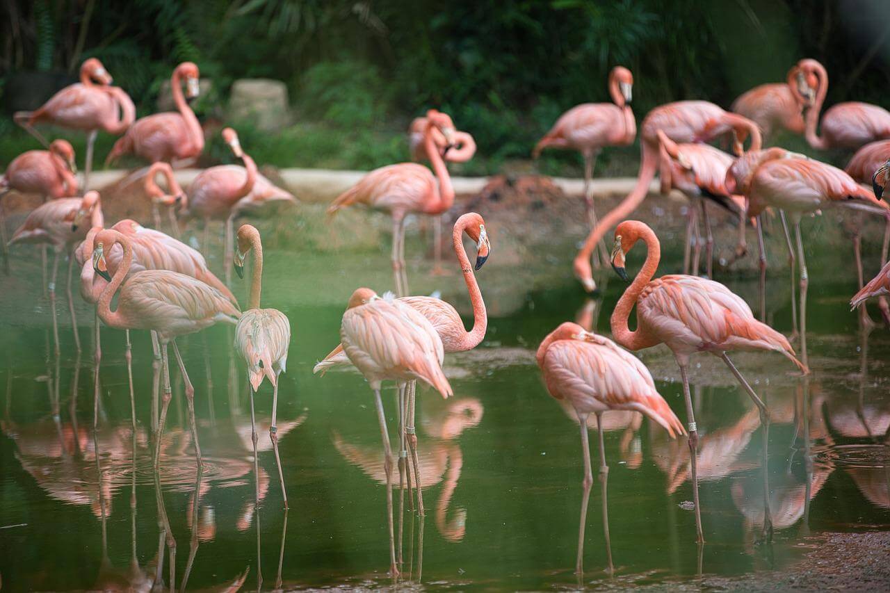flamingo's zien als activiteit op bonaire