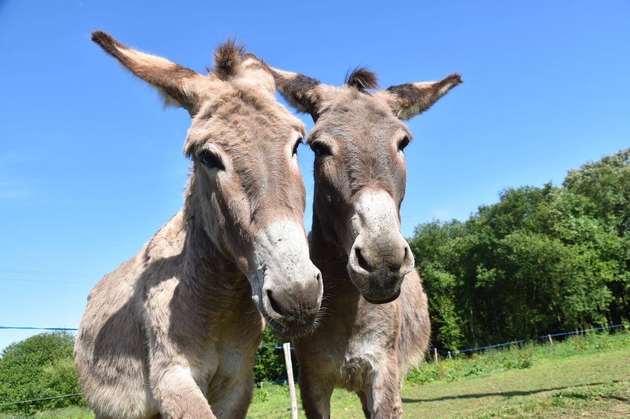 donkey sanctuary activiteit